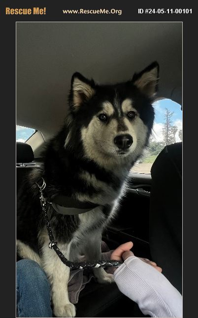 ADOPT 24051100101 ~ Alaskan Malamute Rescue ~ San Jose, CA