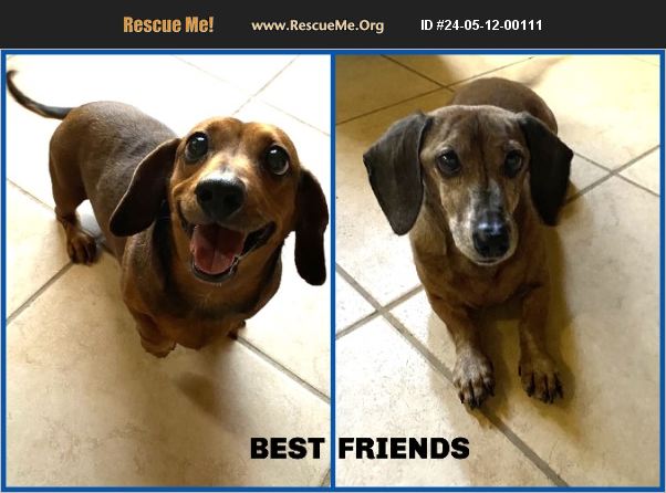 ADOPT 24051200111 ~ Dachshund Rescue ~ Marana, AZ