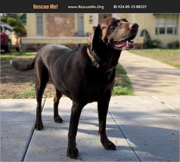 ADOPT 24051300227 ~ Lab Rescue ~ Phoenix, AZ