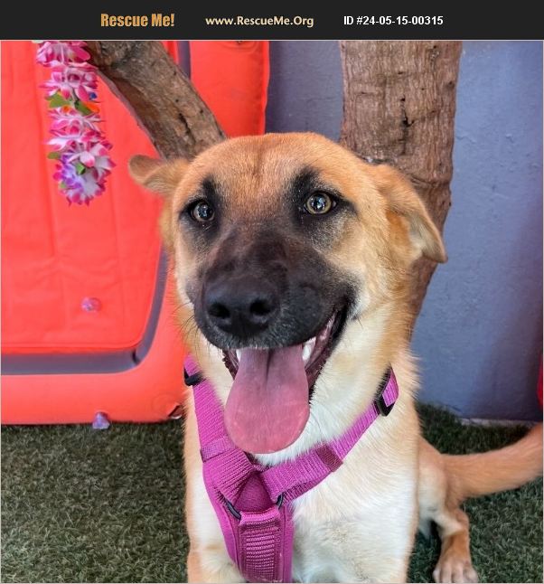 ADOPT 24051500315 ~ German Shepherd Rescue ~ Carlsbad, CA