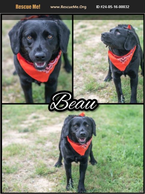 ADOPT 24051600032 ~ Flat-Coated Retriever Rescue ~ Winston Salem, NC