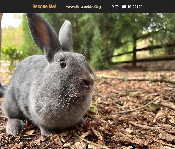 ADOPT 24051600103 ~ Rabbit Rescue ~ Charlotte, NC