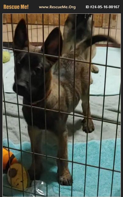 ADOPT 24051600167 ~ Belgian Malinois Rescue ~ Antioch, CA