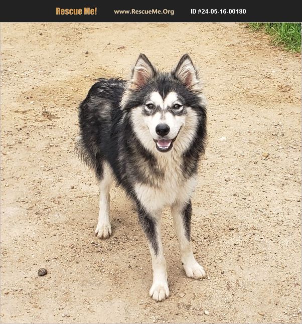 ADOPT 24051600180 ~ Alaskan Malamute Rescue ~ Lancaster, TX