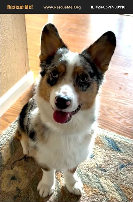 ADOPT 24051700118 ~ Corgi Rescue ~ Lakewood, CO