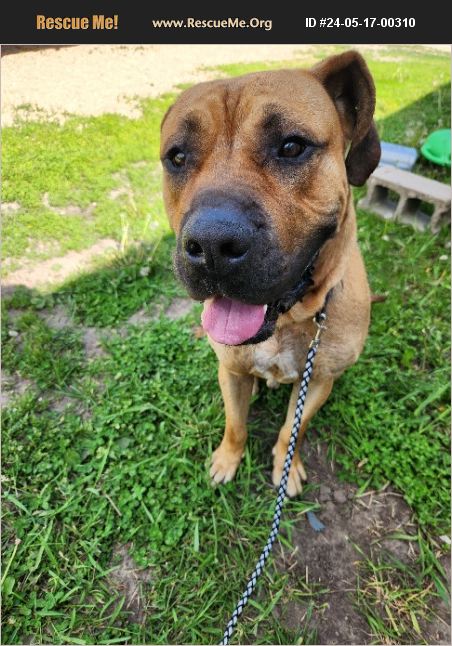 ADOPT 24051700310 ~ Mastiff Rescue ~ Stuart, NE