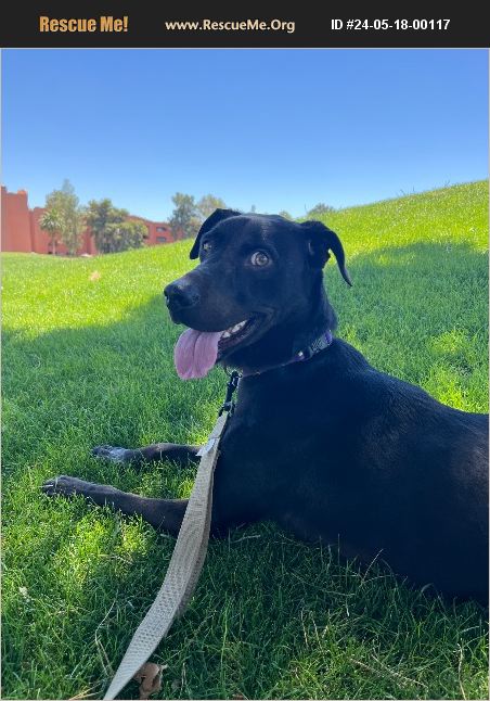 ADOPT 24051800117 ~ Lab Rescue ~ Phoenix, AZ