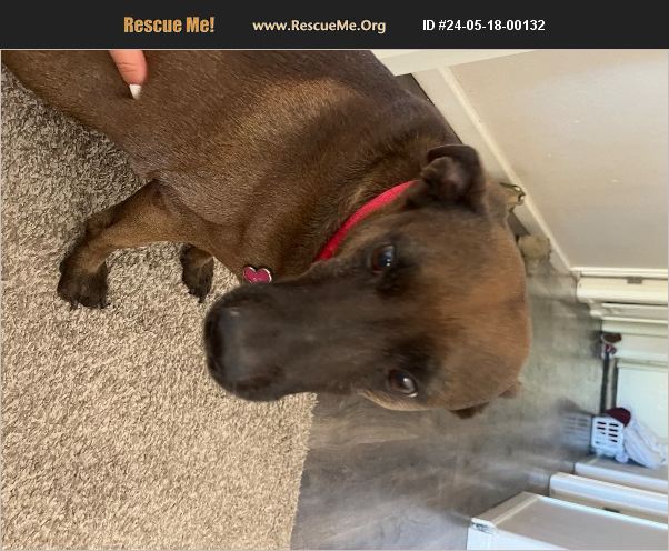 ADOPT 24051800132 ~ Lab Rescue ~ Peoria, AZ
