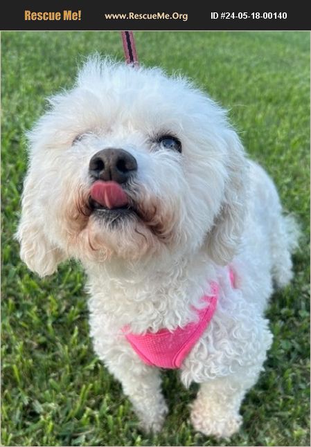 ADOPT 24051800140 ~ Bichon Frise Rescue ~ Dallas, TX