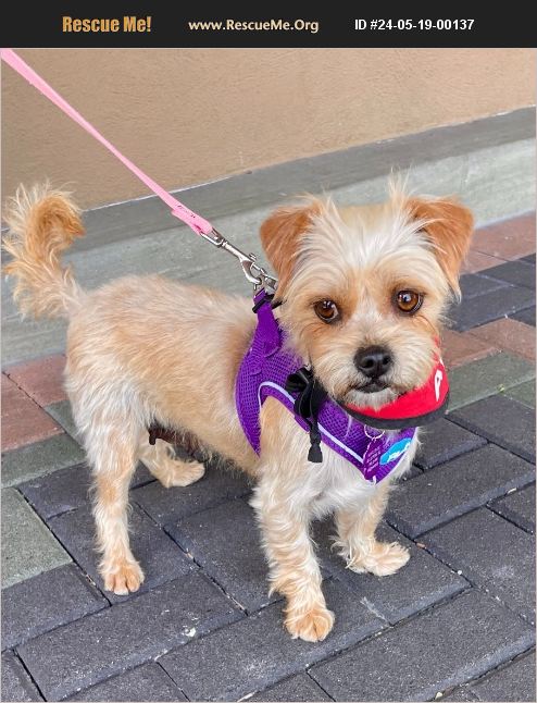 ADOPT 24051900137 ~ Yorkie Rescue ~ Mission Viejo, CA