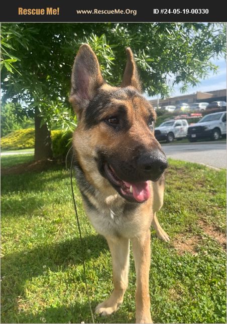 ADOPT 24051900330 ~ German Shepherd Rescue ~ Asheville, NC