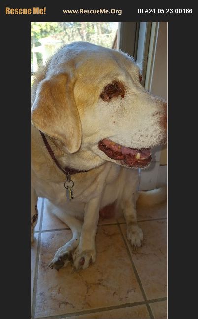 Chicago Lab Rescue ADOPT 24052300166 ~ Lab Rescue ~ Chicago, IL