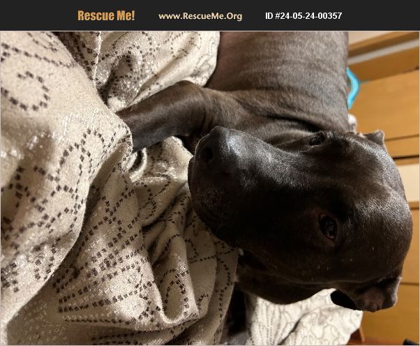 Wichita Kansas Rescue ADOPT 24052400357 ~ Pit Bull Rescue ~ Wichita, KS