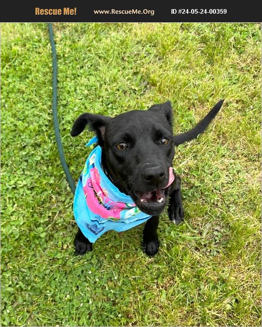 ADOPT 24052400359 ~ Lab Rescue ~ Seattle, WA