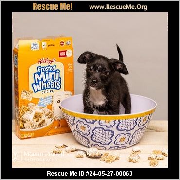 - Virginia Dog Rescue - ADOPTIONS - Rescue Me!