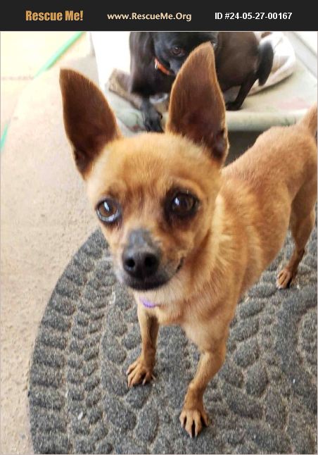 ADOPT 24052700167 ~ Chihuahua Rescue ~ Seattle, WA