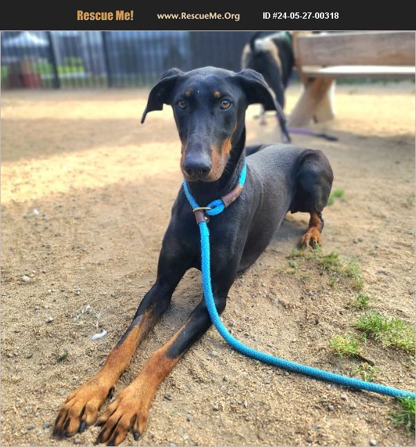 ADOPT 24052700318 ~ Doberman Pinscher Rescue ~ costa mesa, CA