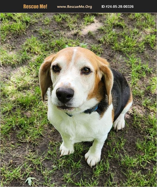 ADOPT 24052800326 ~ Beagle Rescue ~ Liberty Center, OH