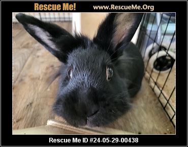 - Pennsylvania Rabbit Rescue - ADOPTIONS - Rescue Me!