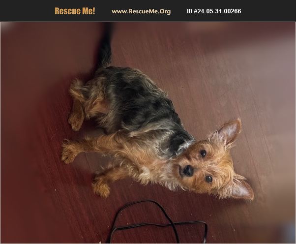ADOPT 24053100266 ~ Yorkie Rescue ~ Daly City, CA