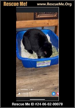 - Pennsylvania Rabbit Rescue - ADOPTIONS - Rescue Me!