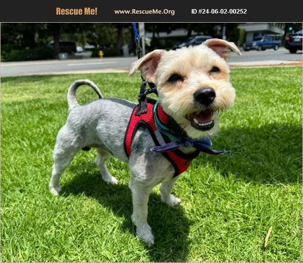 ADOPT 24060200252 ~ Yorkie Rescue ~ Aliso Viejo, CA