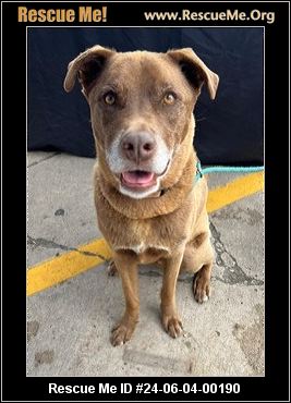 - Wisconsin Lab Rescue - ADOPTIONS - Rescue Me!