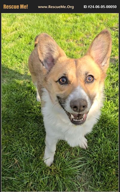 ADOPT 24060500050 ~ Corgi Rescue ~ MANCHESTER, NJ