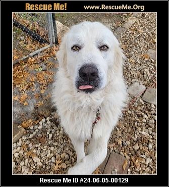 - Texas Great Pyrenees Rescue - ADOPTIONS - Rescue Me!