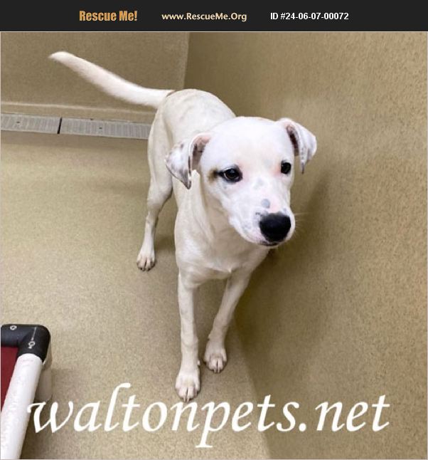 ADOPT 24060700072 ~ Whippet Rescue ~ Monroe, GA