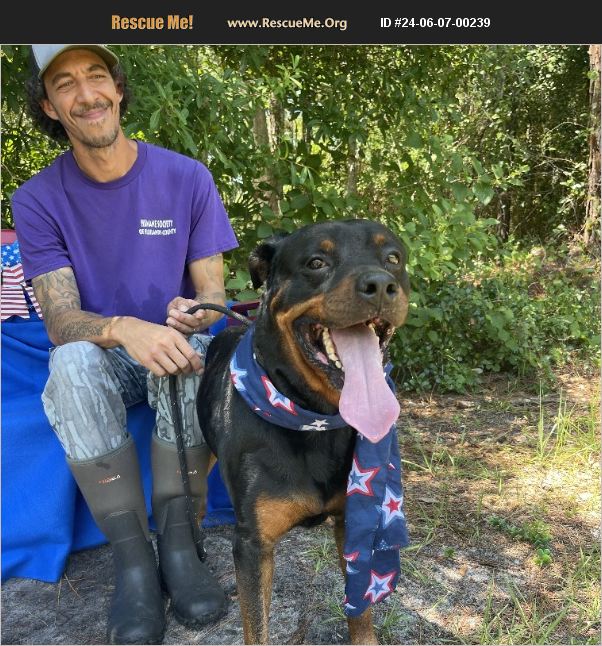 ADOPT 24060700239 ~ Rottweiler Rescue ~ Sebring, FL