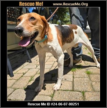 - Connecticut Dog Rescue - ADOPTIONS - Rescue Me!