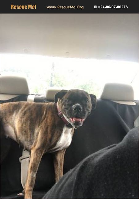 ADOPT 24060700273 ~ Boxer Rescue ~ Snellville, GA