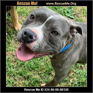 - Washington Pit Bull Rescue - ADOPTIONS - Rescue Me!