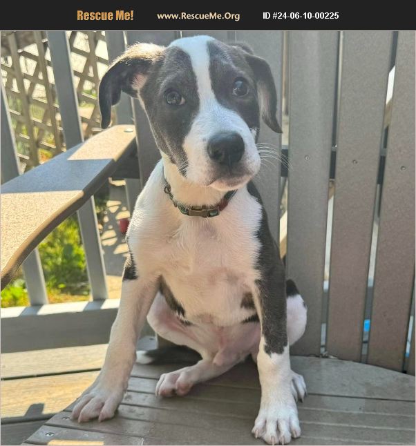 ADOPT 24061000225 ~ American Bulldog Rescue ~ Harrisburg, PA