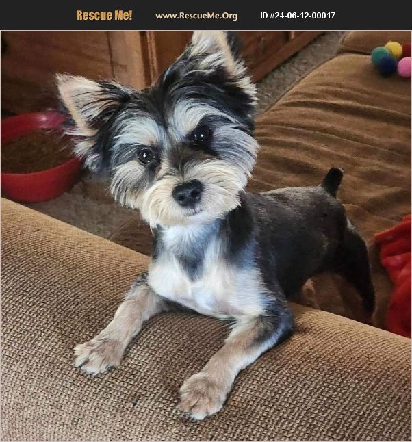 ADOPT 24061200017 ~ Yorkie Rescue ~ Chandler, AZ