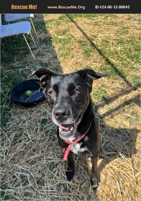 ADOPT 24061200045 ~ Lab Rescue ~ Chicago, IL