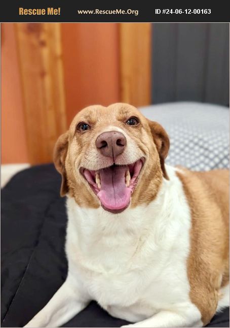 ADOPT 24061200163 ~ Beagle Rescue ~ South Lyon, MI