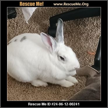 - Maryland Rabbit Rescue - ADOPTIONS - Rescue Me!