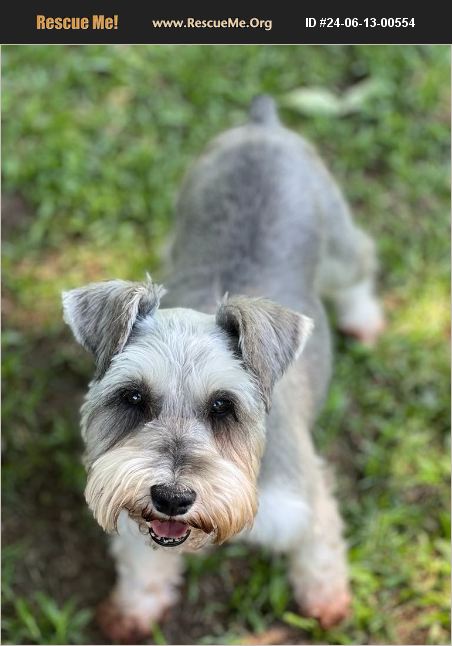 ADOPT 24061300554 ~ Schnauzer Rescue ~ North Augusta, SC