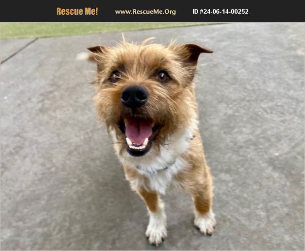 ADOPT 24061400252 ~ Norfolk Terrier Rescue ~ Salt Lake City, UT