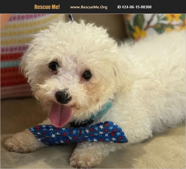 ADOPT 24061500308 ~ Bichon Frise Rescue ~ Jesup, GA