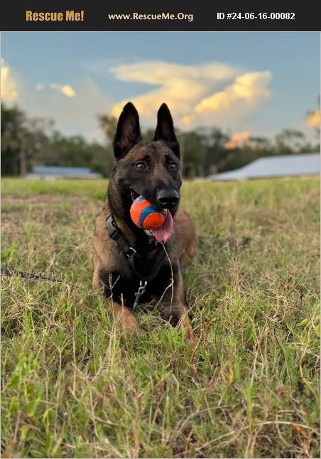 ADOPT 24061600082 ~ Belgian Malinois Rescue ~ , FL