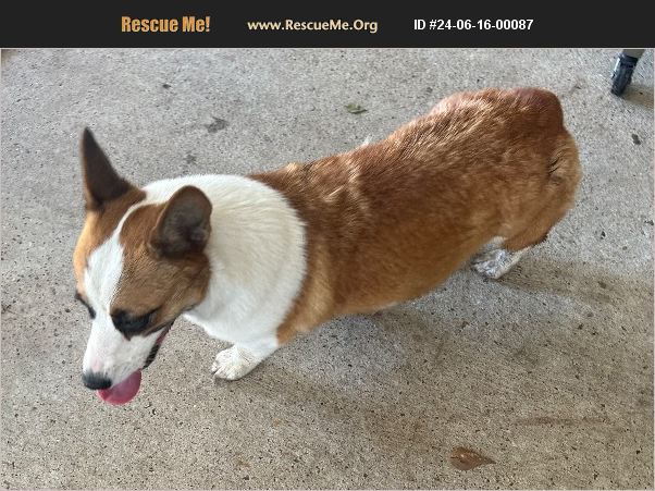 ADOPT 24061600087 ~ Corgi Rescue ~ Conroe, TX