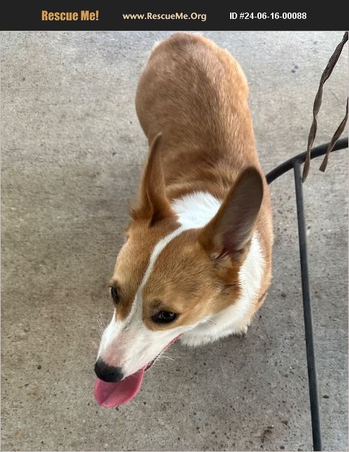 ADOPT 24061600088 ~ Corgi Rescue ~ Conroe, TX