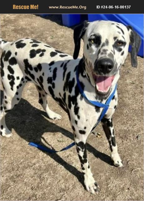 ADOPT 24061600137 ~ Dalmatian Rescue ~ Tulare, CA, CA