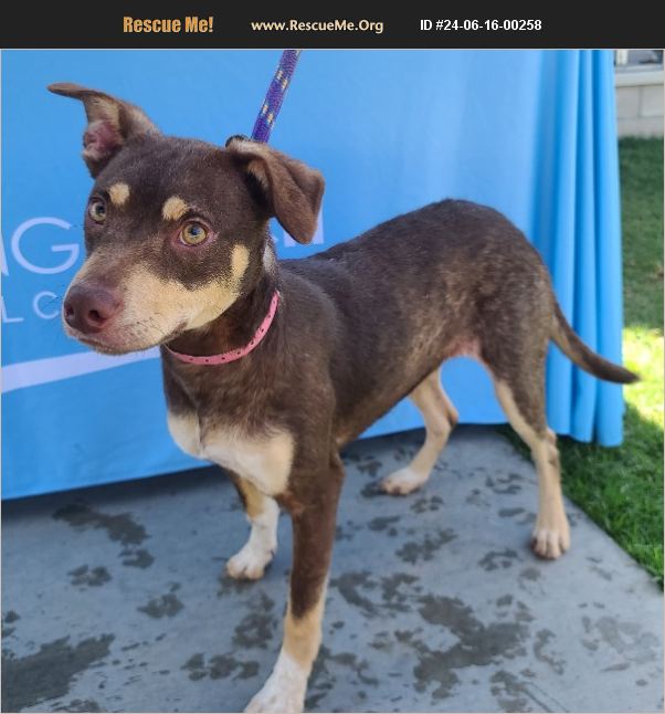 ADOPT 24061600258 ~ Dachshund Rescue ~ costa mesa, CA