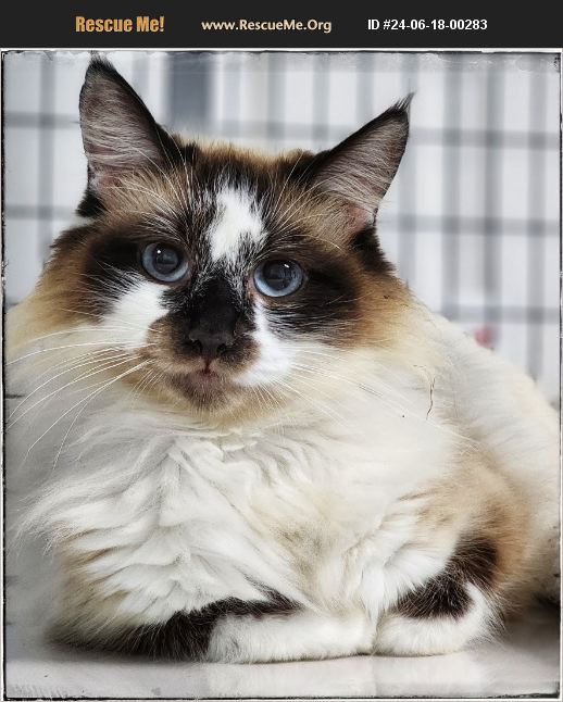 ADOPT 24061800283 ~ Ragdoll Rescue ~ Gold Beach, OR