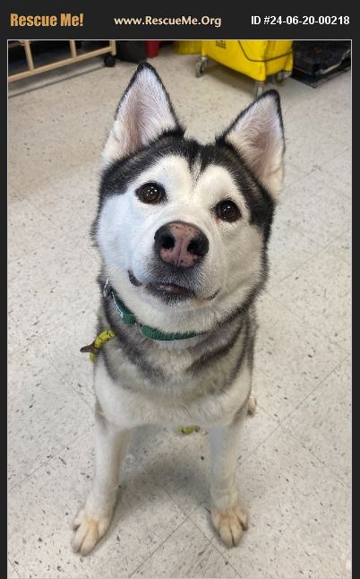 ADOPT 24062000218 ~ Siberian Husky Rescue ~ Salt Lake City, UT