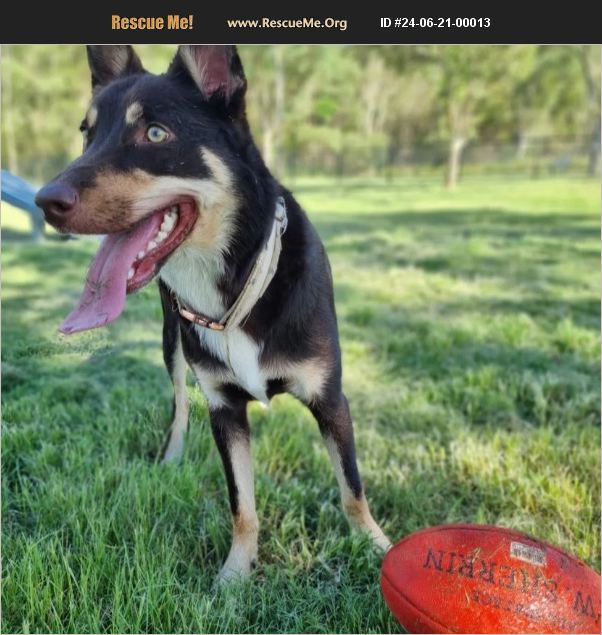 ADOPT 24062100013 ~ Australian Kelpie Rescue ~ Maroochydore,